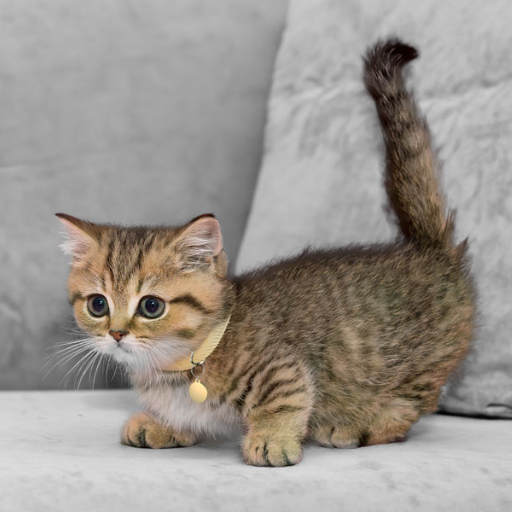 The Fascinating World of the Munchkin Cat: A Unique Breed Explained