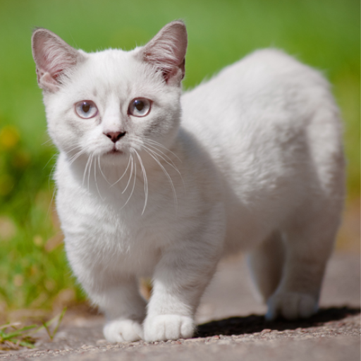 munchkin cat
