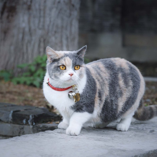 munchkin cat