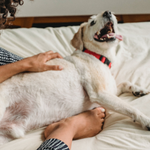 Understanding Cytopoint: Relief for Itchy Dogs and Potential Side Effects