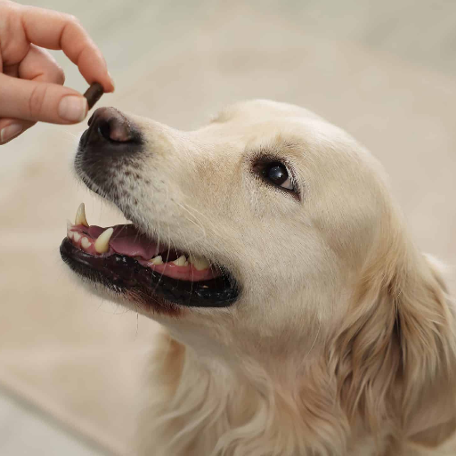 Correct ivermectin dosage for dogs
