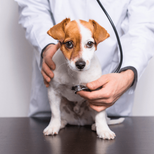 How effective is ivermectin for treating mites and other external parasites?