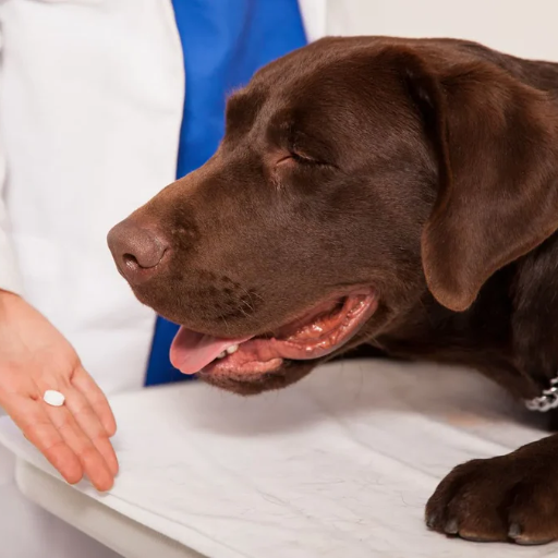 Risks of ivermectin toxicity in dogs