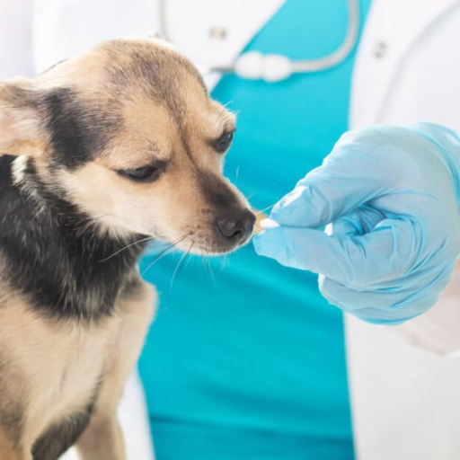 Uses of ivermectin for treating mange in dogs