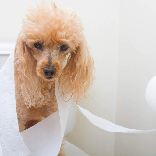 What are the alternatives to flushing dog poop?