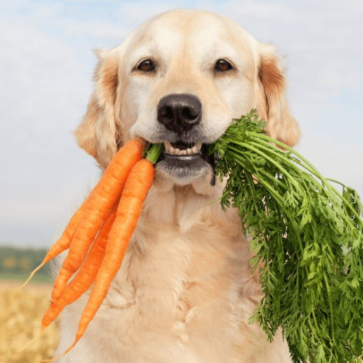 Can Dogs Eat Carrots? Discover the Surprising Benefits of Carrots for Dogs