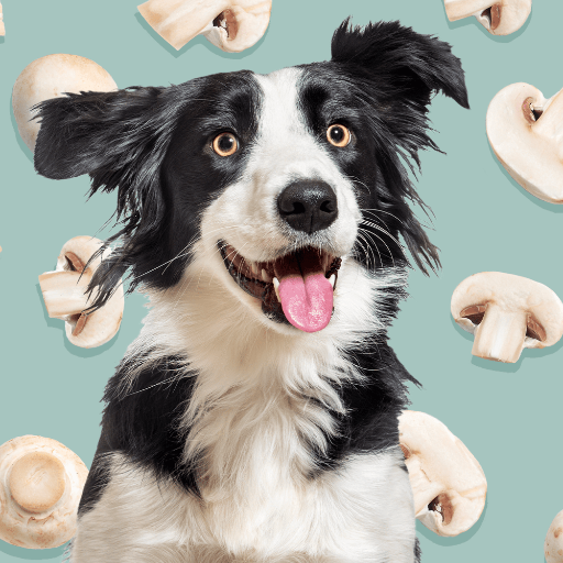 Can Dogs Eat Mushrooms? Safety Guide to Prevent Mushroom Poisoning in Dogs