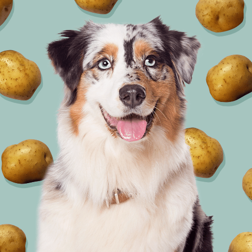 Can Dogs Eat Potatoes? A Comprehensive Guide for Pet Owners