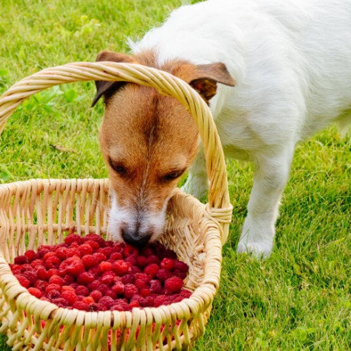 Can Dogs Eat Raspberries? A Safe Fruits and Vegetables Guide for Dog Owners