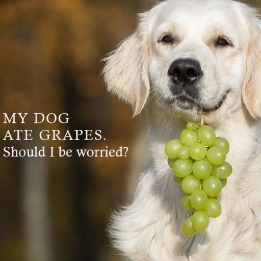 What should I do if my dog ate grapes