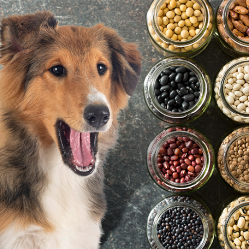 Can Dogs Eat Beans? Unveiling the Truth About Beans for Dogs