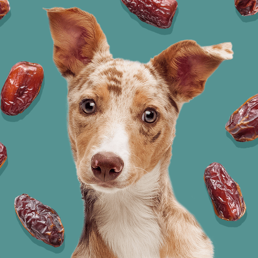 Can Dogs Eat Dates? What Every Dog May Need to Know About This Sweet Treat