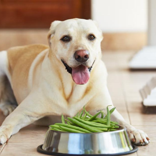 Can Dogs Eat Green Beans? A Comprehensive Guide to Green Beans for Dogs