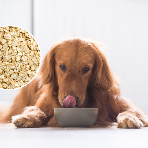 Can Dogs Eat Oatmeal? A Comprehensive Guide to Feeding Your Dog Oats