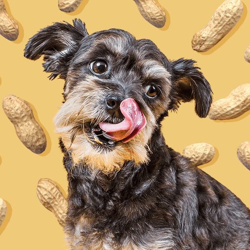 Can Dogs Eat Peanuts? Discover Safe Options and Precautions