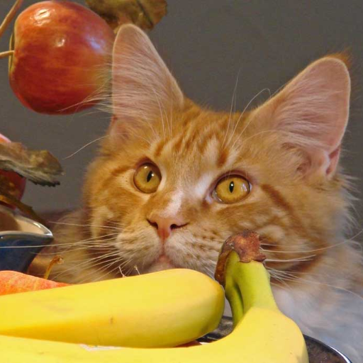 Feed Bananas to Your Cat Safely