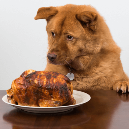 Is Chicken Good for Dogs? Unveiling the Benefits and Risks of Feeding Chicken to Your Dog
