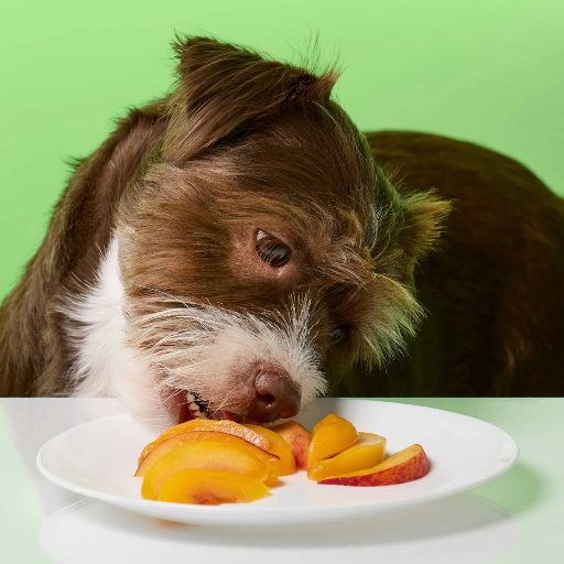 Is It Safe for Your Dog to Eat Peaches? A Comprehensive Guide