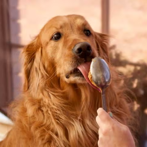 Is Peanut Butter Safe for Dogs? What Dog Owners Should Know About This Tasty Treat