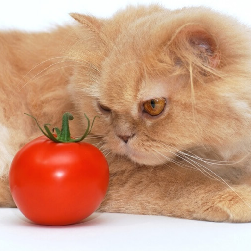 What Happens If a Cat Eats a Tomato?