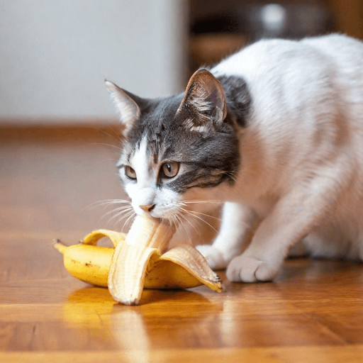 Why Do Cats Like Bananas?