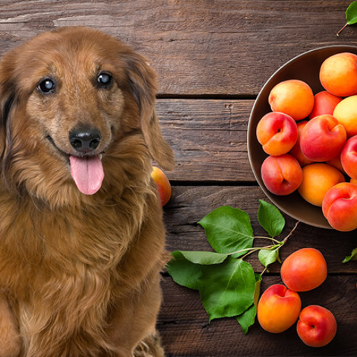 Are Apricots Safe for Dogs to Eat? Understanding the Truth About Apricots and Canine Safety