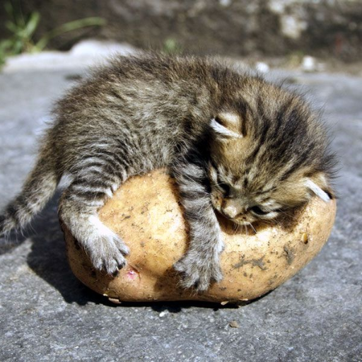 Are Potatoes Safe for Cats to Eat?