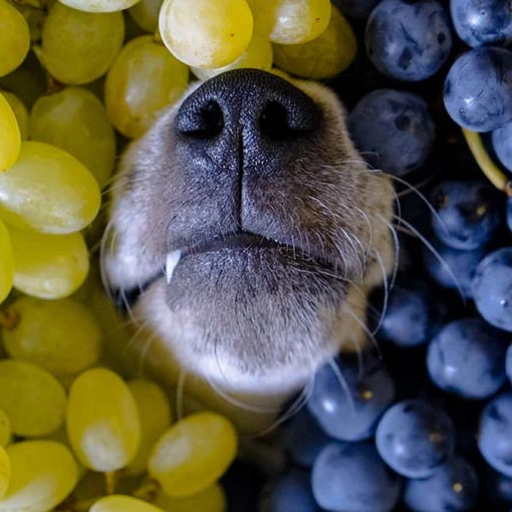 Can Dogs Eat Grapes? Understanding the Risks and Safety Concerns