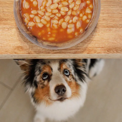 Can Dogs Safely Eat Kidney Beans? Exploring the Benefits and Risks of Beans for Your Dog