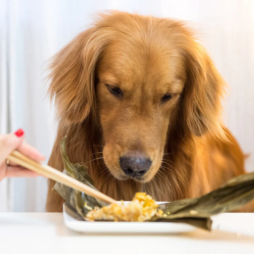 Can Dogs Safely Eat Tofu? Discover the Truth About Dogs and Tofu