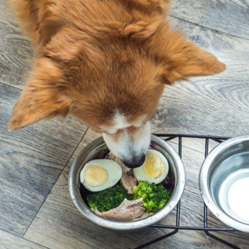 How Many Eggs Can a Dog Eat?