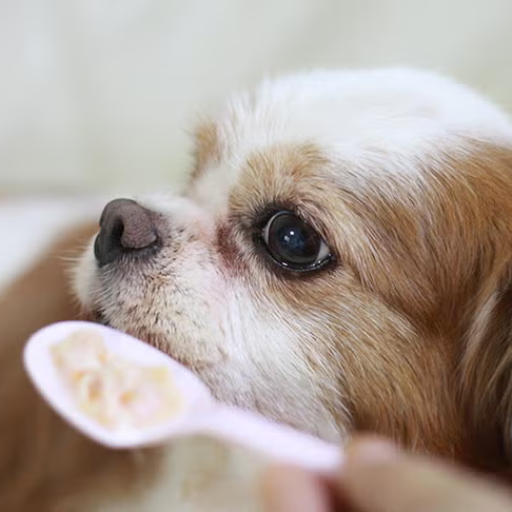 Is Oatmeal Good for Dogs? Discover What Veterinarians Say!