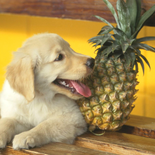 Is Pineapple Safe for Dogs? A Guide to Feeding Pineapple to Your Dog