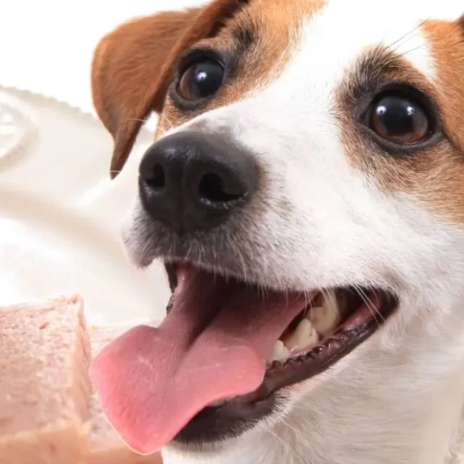 Is Spam Safe for Dogs to Eat? Exploring the Canine Connection