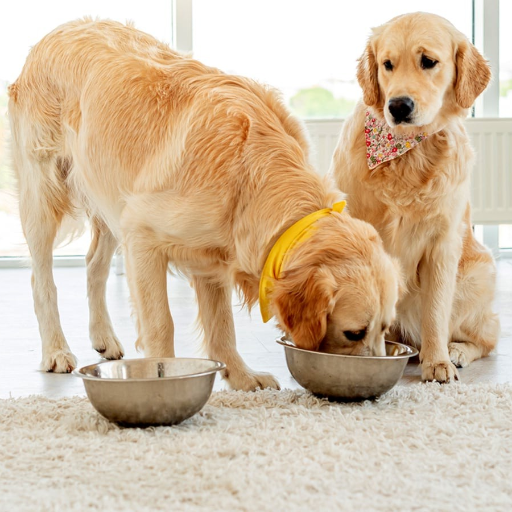 Understanding What Grits Mean for Your Dog's Diet