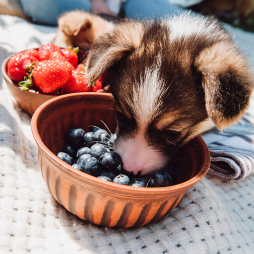 What Berries Can Dogs Eat? Discover the Best Berries for Dogs!