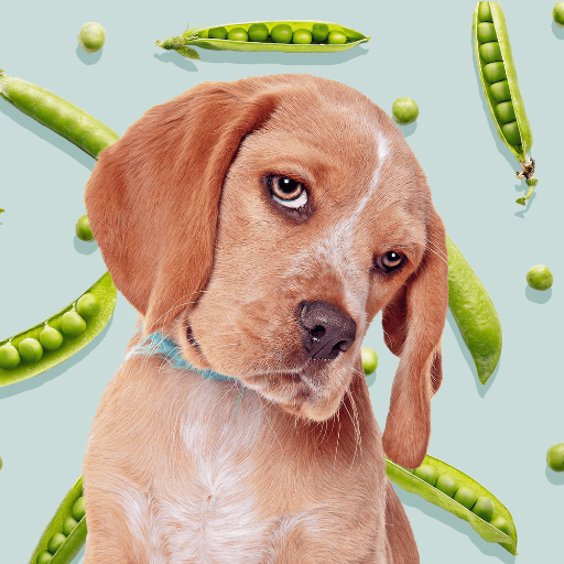 What Vegetables Can Dogs Eat? Exploring Carrots and Peas in Dog Food