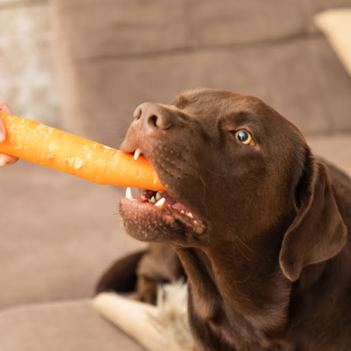Can Dogs Eat Carrots? Understanding the Health Benefits and Risks of Carrots for Dogs